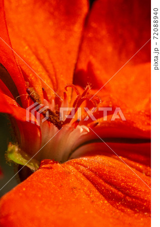 Pink color of flower petals Pelargonium zonale Willd, Macro photography of beautiful petals. 72088940