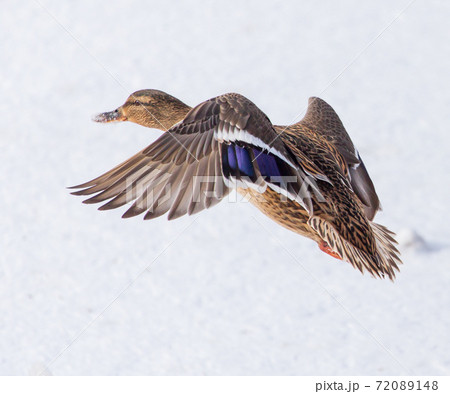 Duck in flight over white snow in winter Duck in flight over white snow in winter 72089148
