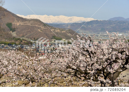 満開のあんずの花と冠雪の北アルプス 72089204