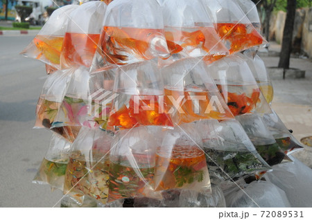 ベトナム、ホーチミン、金魚売 72089531