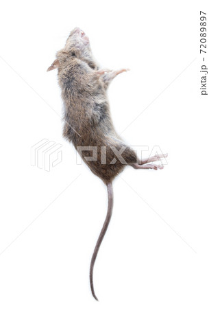 Dead mouse isolated on a white Dead mouse isolated on a white 72089897