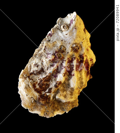 Oyster sea shell isolated on black background. Subject Oyster sea shell isolated on black background. Subject 72089941