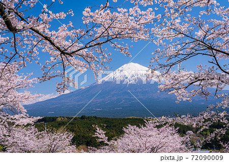 静岡県 大石寺の桜 富士山の写真素材