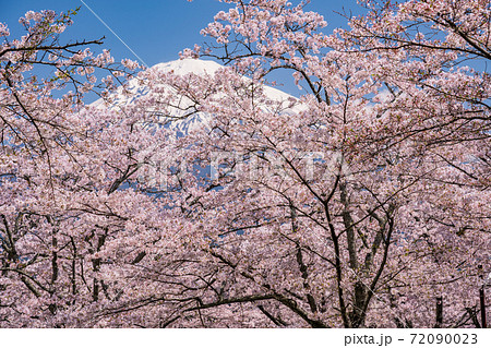 (静岡県)大石寺の桜 富士山 (静岡県)大石寺の桜 富士山 72090023