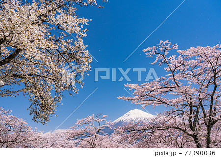 (静岡県)大石寺の桜 富士山 (静岡県)大石寺の桜 富士山 72090036