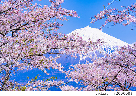 静岡県 大石寺の桜 富士山の写真素材 7900