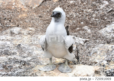 アオアシカツオドリの幼鳥（ガラパゴス諸島、エクアドル） 72091069