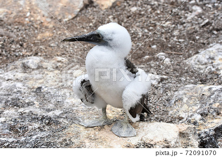 アオアシカツオドリの幼鳥（ガラパゴス諸島、エクアドル）の写真素材 [72091070] - PIXTA