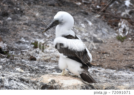 アオアシカツオドリの幼鳥（ガラパゴス諸島、エクアドル）の写真素材