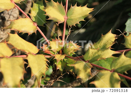 ヒイラギの紅葉した葉 72091318