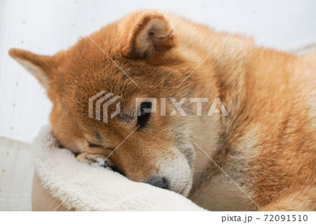 室内でくつろぐ柴犬 72091510