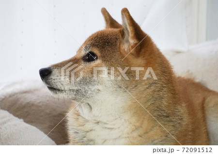 室内でくつろぐ柴犬 72091512
