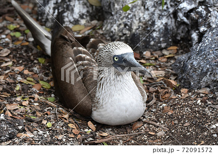 アオアシカツオドリ ガラパゴス諸島 エクアドル の写真素材