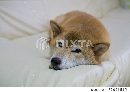 室内でくつろぐ柴犬 室内でくつろぐ柴犬 72091616