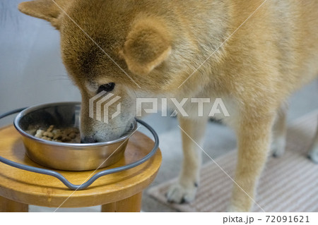 ご飯を食べる柴犬 ご飯を食べる柴犬 72091621