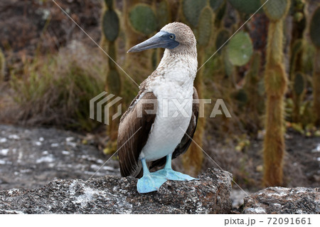 アオアシカツオドリ（ガラパゴス諸島、エクアドル） 72091661