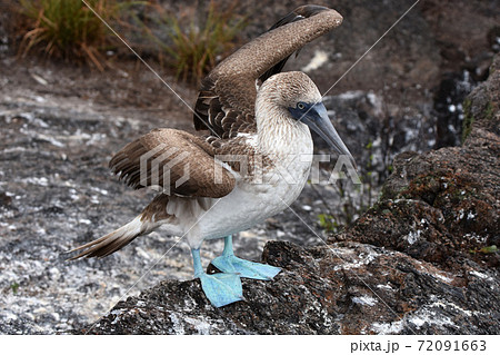 アオアシカツオドリ ガラパゴス諸島 エクアドル の写真素材