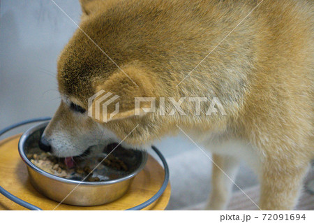 食事をする柴犬 72091694