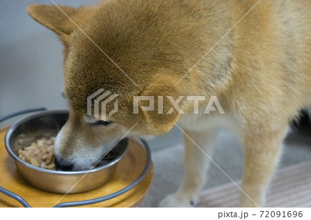 食事をする柴犬 食事をする柴犬 72091696