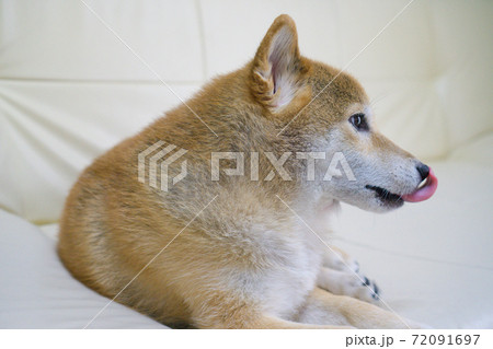 室内でくつろぐ柴犬 室内でくつろぐ柴犬 72091697
