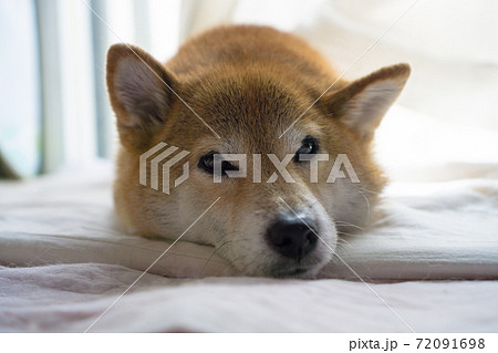 室内でくつろぐ柴犬の写真素材