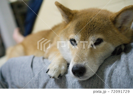 室内でくつろぐ柴犬の写真素材