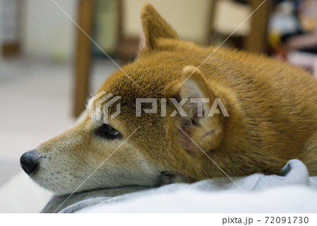 室内でくつろぐ柴犬の写真素材