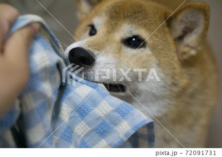 室内でくつろぐ柴犬 72091731