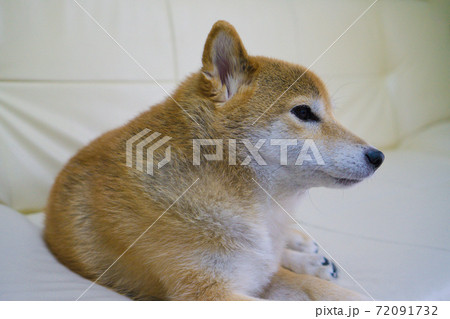 室内でくつろぐ柴犬 室内でくつろぐ柴犬 72091732