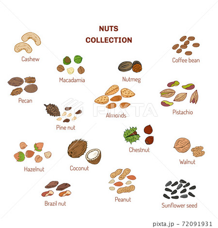 Set of nuts and seeds 72091931
