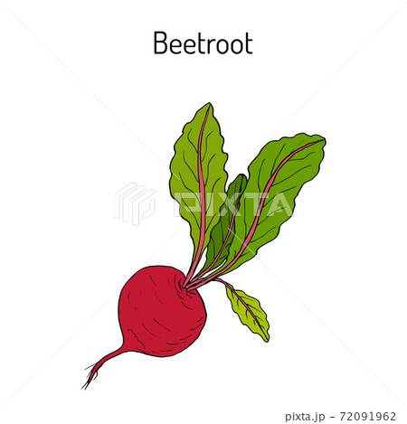 Beetroot with green leaves 72091962