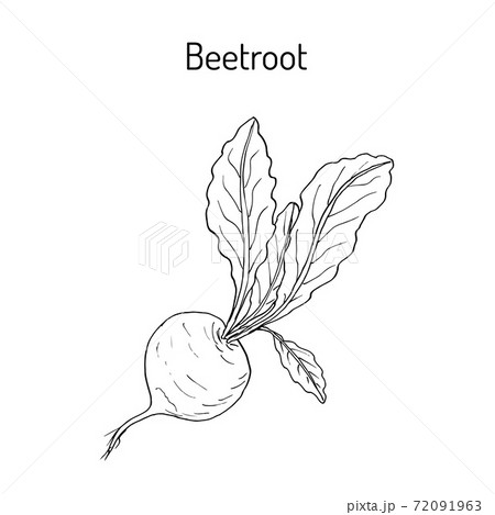 Beetroot with green leaves 72091963