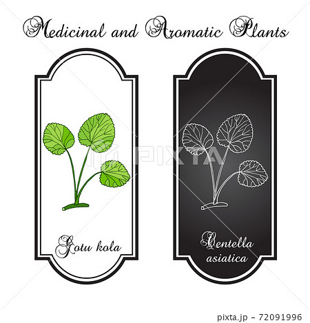 Gotu kola - medicinal plant 72091996