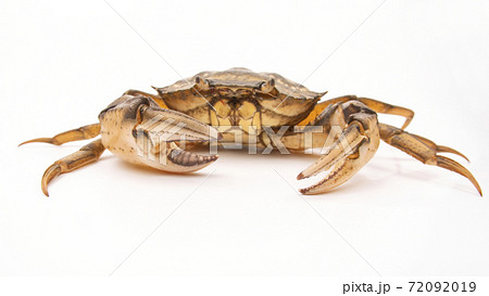 yellow crab on a white background 72092019