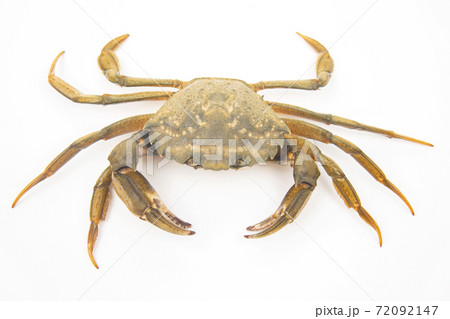 yellow crab on a white background 72092147