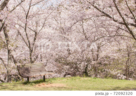 桜の木の下で依頼品 桜の木の下のベンチの写真素材 [72092320] - PIXTA