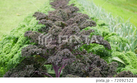 Leaf curly cabbage kale winter plant field leaves bio organic plantation harvest vegetables Brassica oleracea sabellica cultivars green, purple red bush Italian resistant frost salad ornamentals Leaf curly cabbage kale winter plant field leaves bio organic plantation harvest vegetables Brassica oleracea sabellica cultivars green, purple red bush Italian resistant frost salad ornamentals 72092522