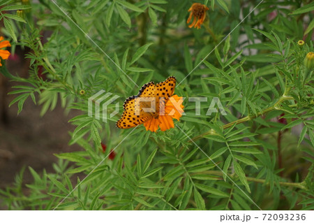 花にとまる蝶々 72093236