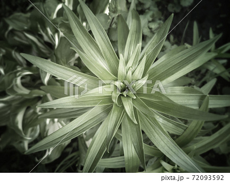 Decorative plant Lily for garden and Park design 72093592