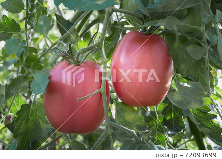 Tomatoes ripen on the branches of a Bush. 72093699