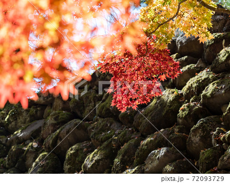 古い石垣と鮮やかな紅葉の景色 古い石垣と鮮やかな紅葉の景色 72093729