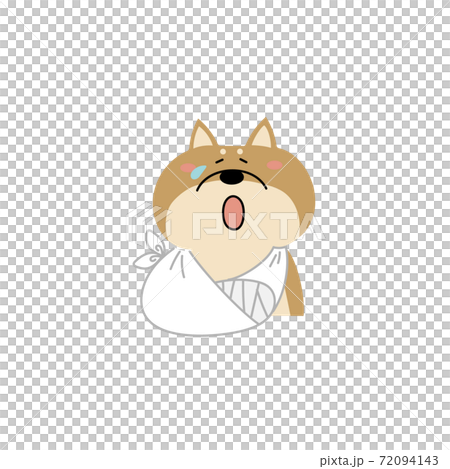 怪我をした柴犬 72094143