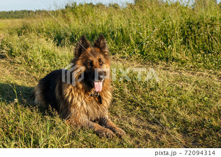 German shepherd dog 72094314