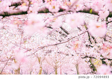 桜並木の続く幻想的な花びらの世界の写真素材 7943
