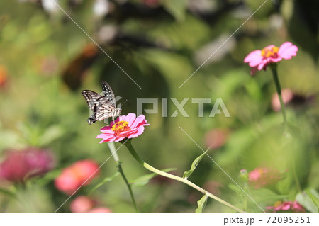 花と蝶々 花と蝶々 72095251