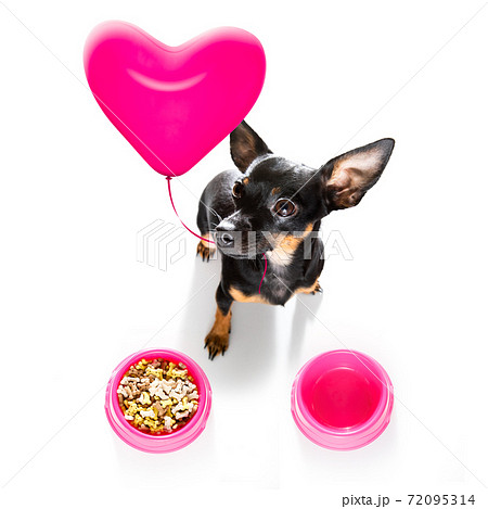 valentines dog in love with balloon in mouth 72095314