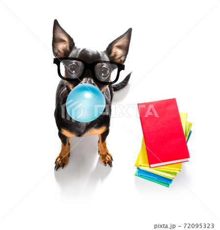 smart dog and books 72095323