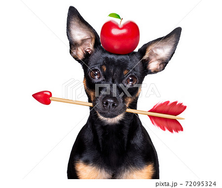 crazy in love valentines dog 72095324
