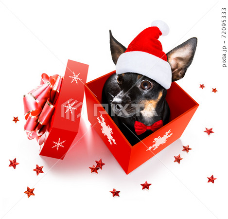 santa claus dog on christmas holidays santa claus dog on christmas holidays 72095333