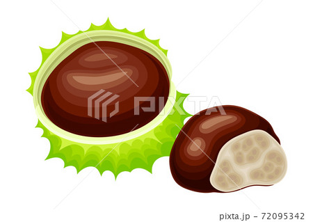 Horse Chestnut Brown Fruit in Green Spiky Capsule Shell Vector Illustration Horse Chestnut Brown Fruit in Green Spiky Capsule Shell Vector Illustration 72095342